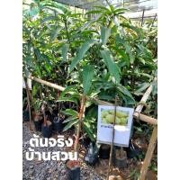 ราคา ต้นมะม่วงขายตึกขนาด1เมตร (18391773378)