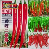 ราคา 100+ เมล็ด เมล็ดพริกยาวโจลอง (ปลูกง่าย ผลยาว 15-20 ซม.ผลสีแดง ติดผลดก รสเผ็ดจัดเผ็ดประมาณพริกชีฟ้าไทย) (22150684676)