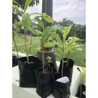 ราคา ต้นน้ำเต้าต้น น้ำเต้าญี่ปุ่น (5091405878)