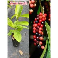 ราคา มะเม่าหลวงภูพานหมากเม่า(เพาะเมล็ดสั่ง4ฟรี1)สูง10-20ซม. (22534520686)