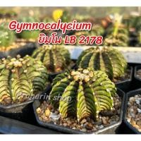 ราคา ยิมโน LB 2178 Gymnocalycium แคคตัส กระบองเพชร cactus&succulent (24604173743)