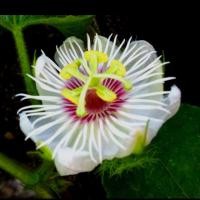 ราคา 20 เมล็ด กะทกรกป่า กระโปรงทอง เคือขนตาช้าง ตำลึงฝรั่ง เถาสิงโต เถาเงาะ (41473667058)