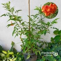 ราคา ต้นทองอุไรสีส้ม ทองอุไรมิกกี้เม้าส์ พร้อมติดดอก ต้นแข็งแรง (4739124616)