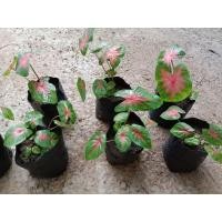 ราคา ต้นบอนสี ช้างเผือกใบบัว ขายเป็นต้นน่ะครับ ต้นล่ะ 29 บาท พร้อมส่งครับ (13036661792)