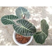 ราคา Alocasia Pink Dragon หรือ บอนสตูลดำ (9268300806)