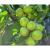 ราคา เมล็ดพันธุ์ใบชะมวงขนาดบรรจุ 30เมล็ด (26975755764)