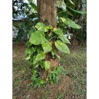 ราคา ต้นพลูด่างยักษ์ใบฉีกกิ่งพันธุ์พร้อมปลูกพลูด่างลายใบใหญ่,พลูฉีกด่าง,พลูด่าง,พลูด่างใบใหญ่ พลูด่างยักษ์ใบแฉก ใบด่าง (10106180977)