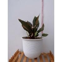 ราคา โชคเก้าชั้น โชคเก้าชั้นด่างชมพู ไม้ด่าง ไม่ประดับ (18519495498)