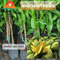 ราคา ต้นมะม่วงแก้วขมิ้น มะม่วงแก้วขมิ้น มะม่วง ผลไม้ ไม้มงคล ไม้ผล ต้นไม้ เมล็ดพันธ์ พันธุ์ไม้หายาก ทานง่าย ทานเล่น เพื่อส... (6656943078)
