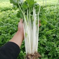 ราคา เมล็ดขึ้นฉ่ายขาวก้านขาวChinese Celeryเมล็ดแท้นำเข้าเมล็ดพันธ์ุแท้นำเข้าขึ้นฉ่ายก้านขาว (9752688574)