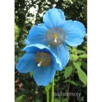 ราคา เมล็ด งาดำหิมาลัยสีน้ำเงิน Meconopsis Grandis 10เมล็ด เมล็ดพันธุ์ (20675246350)