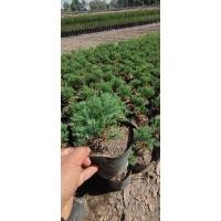 ราคา ต้นสนสาหร่าย ปลูกลงดินดินดินใบขายได้ (26923404151)