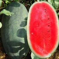 ราคา ปลูกง่าย งอกสูง แตงโมดำ บรรจุ 10เมล็ด Giant Black Beauty Watermelon Seeds Fruit Seeds for Planting งอกสูง (57701498234)