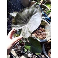 ราคา บอนดำ โคน่าคอฟฟี่ Colocasia kona coffee (20505958876)