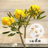 ราคา เมล็ดของต้นเหลืองปรีดียาธร (5113891703)