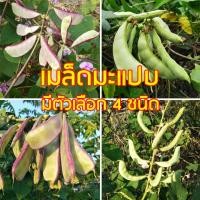 ราคา เมล็ดถั่วแปบ มะแปบ ถั่วแปบ 20 เมล็ด มี 4 สายพันธุ์ให้เลือก ## ผักสวนครัว เมล็ดพันธุ์ผัก เมล็ดพันธ์ (7677334309)