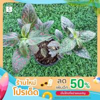ราคา ต้นละอองดาว สีแดง และชมพู กระถาง 4 นิ้ว (มี3 แบบให้เลือก) (12285061488)