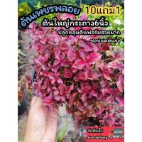 ราคา ต้นเพชรพลอย กระถาง 6 นิ้ว แดงชาลี มณีล้อมเพชร ต้นไม้คลุมดิน สีแดง ใบสวยชอบแดด จัดสวน แต่งบ้าน ผักสลัด ต้นกล้า เมล็ดพันธุ (27404799609)