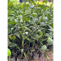 ราคา ต้นกันเกรา หรือต้นมันปลา ตำเสา มะซูไม้ต้น2 ต้น 129 บาท (26484545317)