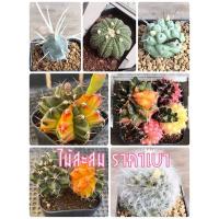 ราคา แอสโตรด่าง สวยๆ 2-3cm (7356095660)