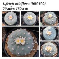 ราคา เมล็ดโลโฟ Lophophora fricii albiflora (ดอกขาว) หายาก (7177129881)