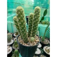 ราคา แมมนิ้วทอง Mammillaria Elongata (5043928048)