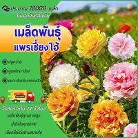 ราคา 10000 เมล็ด เมล็ดพันธุ์ แพรเซี่ยงไฮ้ เมล็ดแพรเซี่ยงไฮ้ คละสี คุณนายตื่นสาย ปลูกง่าย (40105030929)