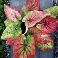 ราคา หลวงปู่ทิม บอนสี ✅ได้ต้นตรงตามตัวเลือกส่งของทุกวัน (18860305782)