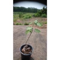 ราคา สมุนไพรมะแว้งต้น​ แว้งคม​ มะแคว้ง​ มะแคว้งขม​หมากแข้ง​ หมากแข้งขม​ในถุงดำ​ พร้อมปลูก (15774686817)