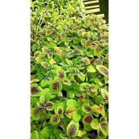 ราคา ต้นพันธุ์ โขมใบกระ ผักโขมใบกระ พร้อมปลูกในถุงดำ 29 บาท ผักโขมมีวิตามินเอสูง ผักขม ผักโหม ผักหม (26380149121)