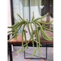 ราคา เก๋งจีนดอกแดง สีสวยมาก ไม้อวบน้ำ (18572522978)