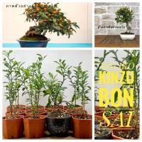 ราคา บอนไซ ส้มคินสุ Kinzu ส้มญี่ปุ่น บอนไซจิ๋ว ส้มจิ๋ว (15825790820)