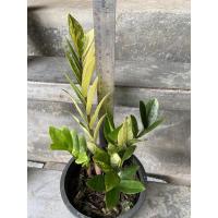 ราคา ต้นกวักมรกตใบด่าง กอ (20134390987)