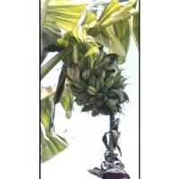 ราคา เมล็ดกล้วยตานีด่างแท้ (10419796103)