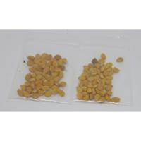 ราคา ซื้อ 1 ชุดแถม 1 ชุด เมล็ดมะสัง Wood apple มะสังดัด บอนไซ ไม้ดัด ไม้แคระ ไม้ประดับ ไม้โขด ไม้จิ๋ว 50 เมล็ดแถม 50 เมล็ด (6948234285)