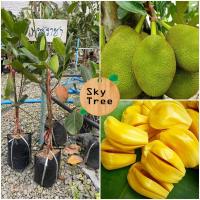 ราคา ​ ต้นขนุนเพชรราชา กิ่งทาบพร้อมปลูก รับประกันพันธุ์จากสวนโดยตรง (7482379919)