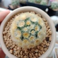 ราคา คามิเน่บุดดา Carmenae buddha (7352873685)