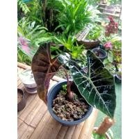 ราคา บอนดำสตูลกระดูกชมพู(ปานกลาง)บอนสวยน่าเก็บ (14401653923)