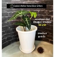 ราคา กระถางต้นไม้ กระถางพลาสติก กระถางวินเทจ (11455823515)