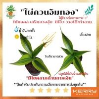 ราคา [ต้นไม้จิ๋ว] ไผ่กวนอิมทอง ต้นไม้มงคลเสริมดวง ใช้แต่งบ้าน พร้อมกระถาง 3 นิ้ว วางโต๊ะทำงาน (3 ต้นขึ้นไป คละแบบได้) (11831849805)