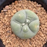 ราคา Lophophora fricii "yatagai" (20843475277)