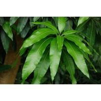 ราคา ใบมะม่วงสด21ใบถวายพระพิฆเนศขจัดอุปสรรคเรื่องเงิน (27976221480)