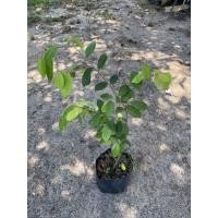 ราคา ต้นรวงผึ้งไม้มงคล(40-50cm) (13186718097)