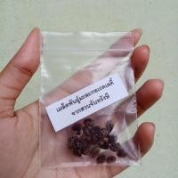 ราคา เมล็ด​พันธ์มะละกอเรดเลดี้​ จากสวนจันท​รังษี​ จังหวัดนครศรีธรรมราชพร้อมปลูก 20 เมล็ด (26757780930)