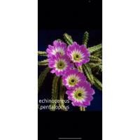 ราคา เลดี้ ฟิงเกอร์ แคคตัส กระถาง 2 นิ้ว Echinocereus pentalophus (lady finger) (29204166217)