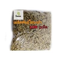 ราคา 100 เมล็ด ไผ่บงป่า เมล็ดพันธุ์ต้นไผ่บงป่า ไผ่บง ต้นไผ่บง (3668258696)