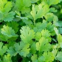 ราคา 1100 เมล็ด ผักชี ผักชีลา ผักหอมป้อม ผักหอมน้อย ผักหอม Non-GMO Cilantro Coriander สายพันธุ์ นารีรัตน์ (28692845795)