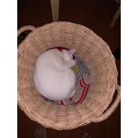 ราคา แมวอ้วนสีขนสีขาว พันธุ์ขาวมณี (12859758564)