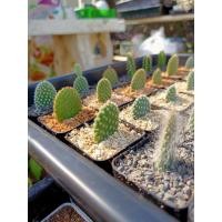 ราคา โอพันเทียหูกระต่าย โอพันเทียสโนว์ (5260529730)