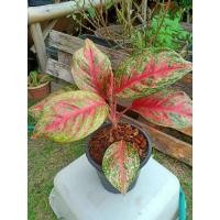 ราคา อโกลนีมาอัญมณีแดง ต้นหลักทรัพย์ ไม้ประดับไม่มงคล (11754617561)